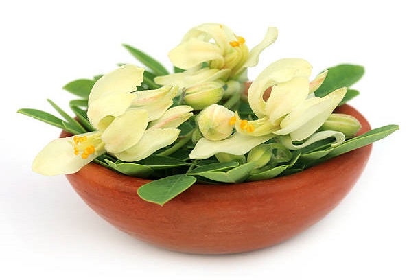 Resep Sederhana Ramuan Daun Kelor untuk Menurunkan Kolesterol
